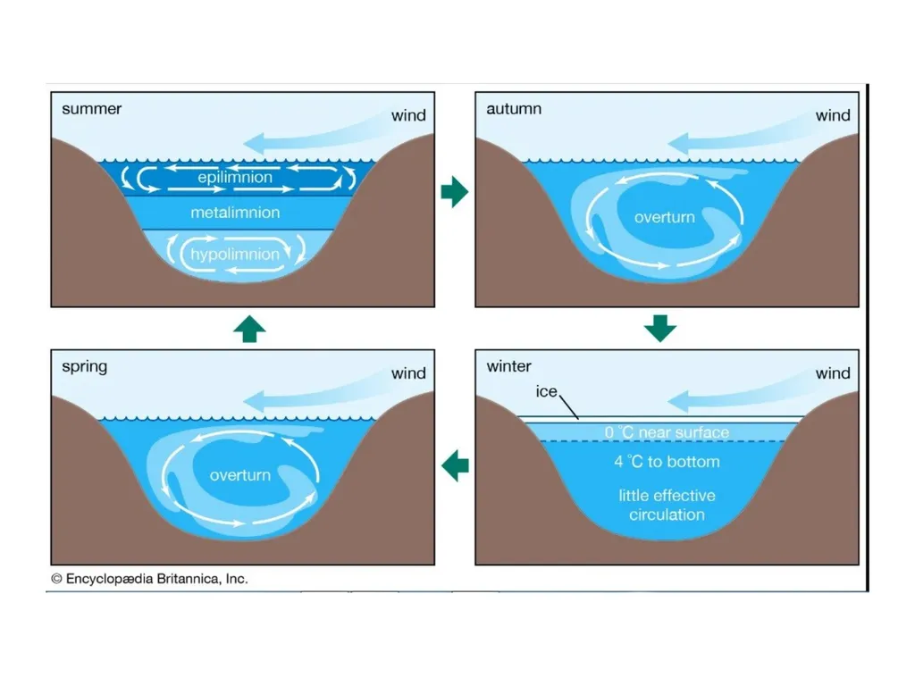 Physical properties Density of water The density - slide 10 of 26