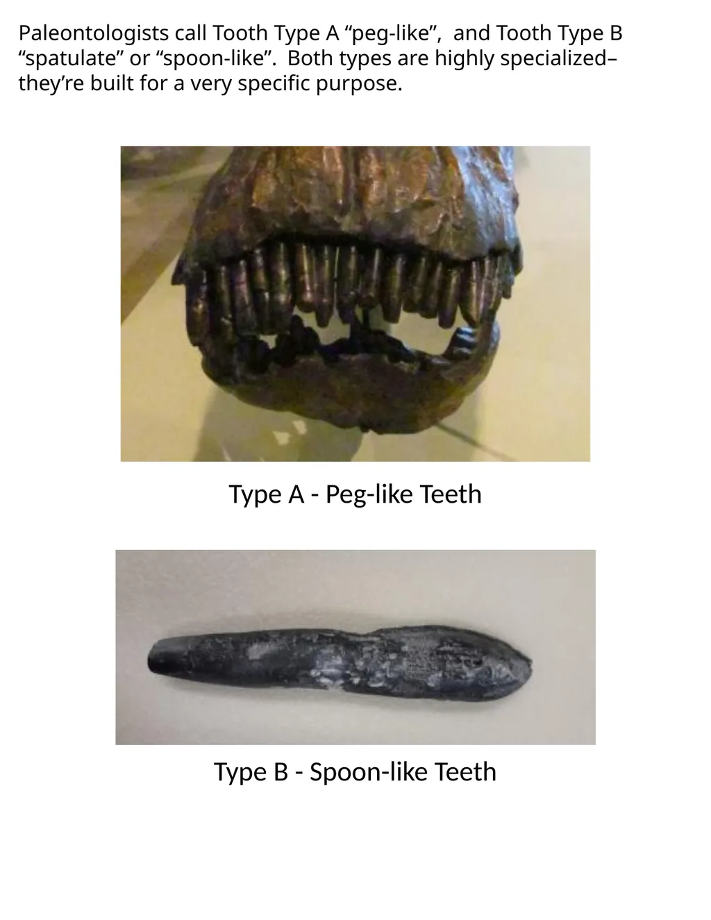 Paleontology Field Journal Resource by Nick - slide 4 of 28