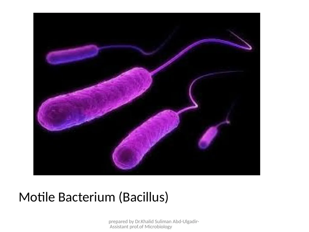 Course name: Microbiology & Parasitology Lecture - slide 6 of 16