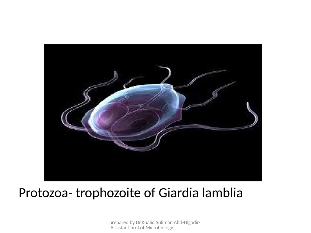 Course name: Microbiology & Parasitology Lecture - slide 9 of 16