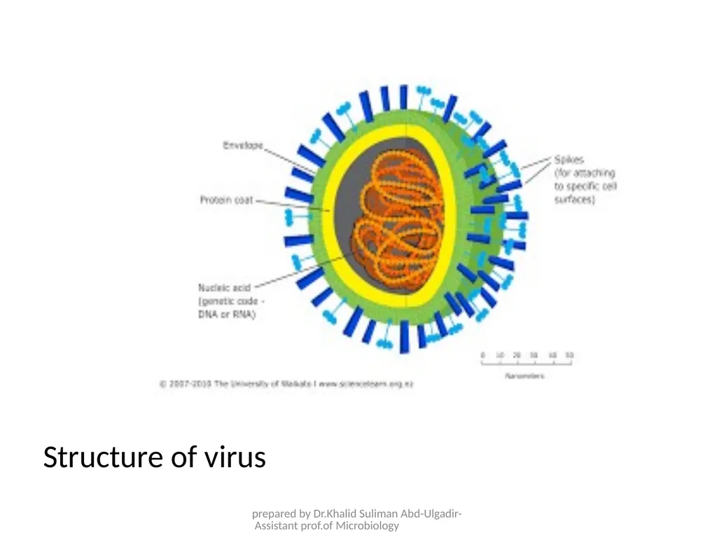 Course name: Microbiology & Parasitology Lecture - slide 8 of 16