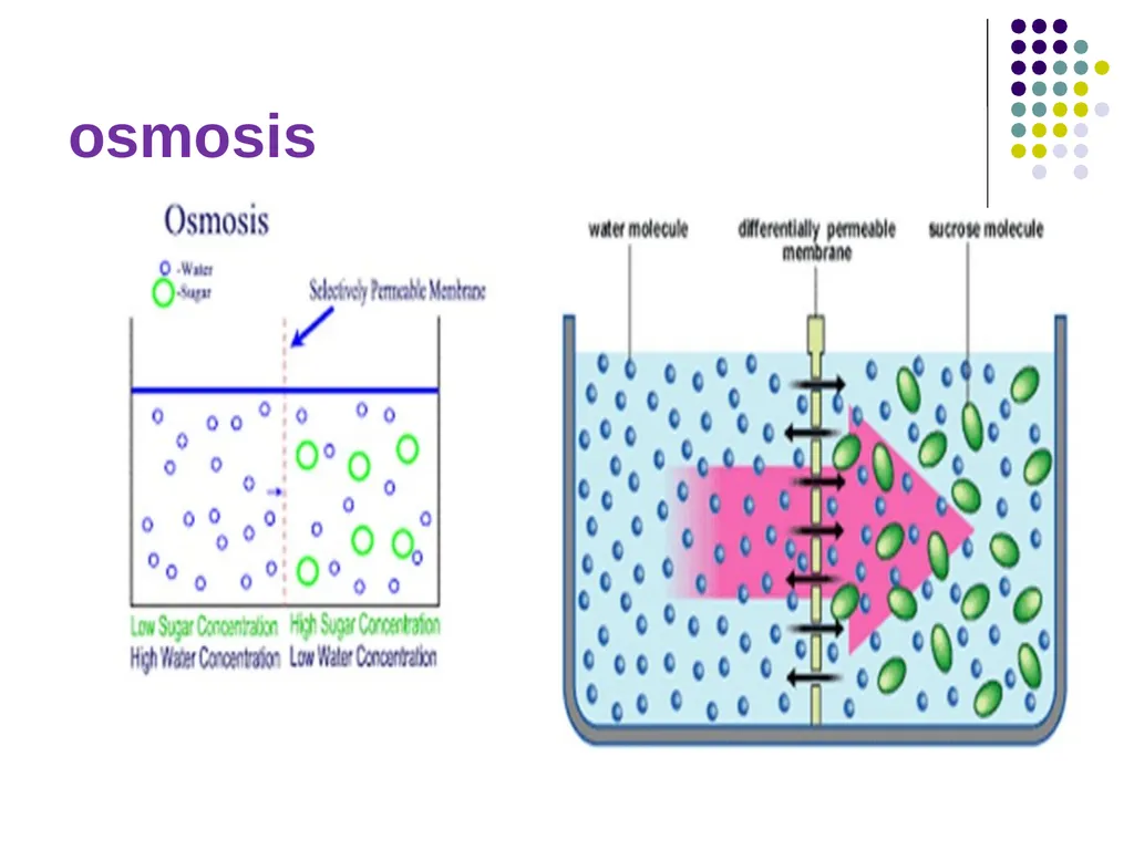 Osmotic Fragility Test Physiology Lab-3 Practical - slide 3 of 22