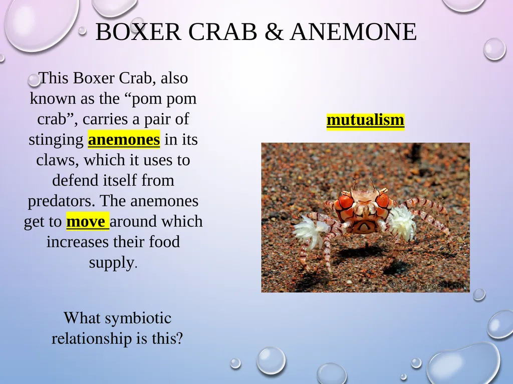 Symbiosis After the presentation, I should be able - slide 9 of 17