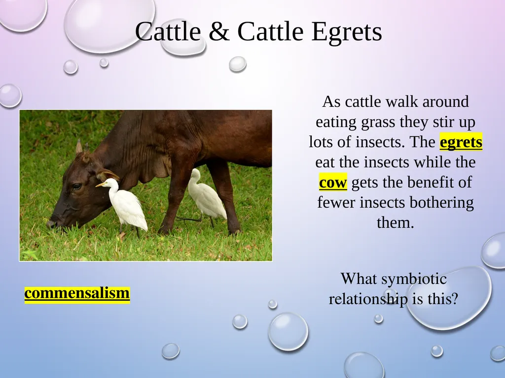 Symbiosis After the presentation, I should be able - slide 12 of 17
