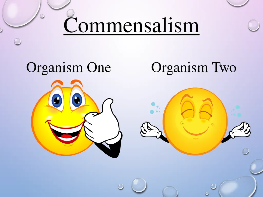 Symbiosis After the presentation, I should be able - slide 6 of 17