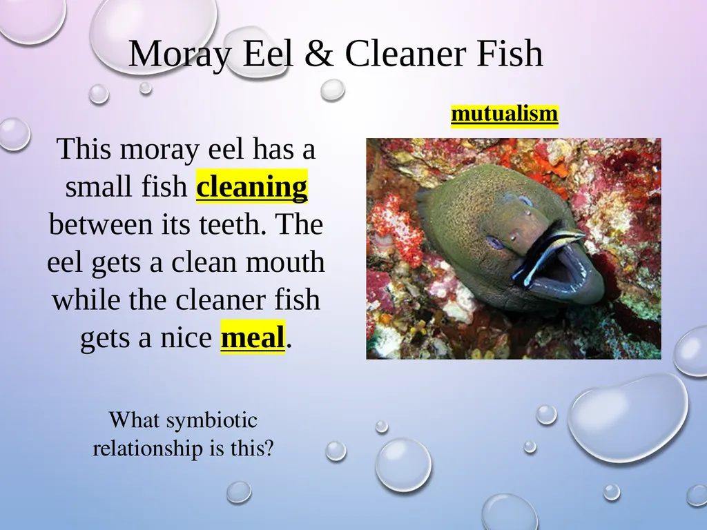 Symbiosis After the presentation, I should be able - slide 10 of 17