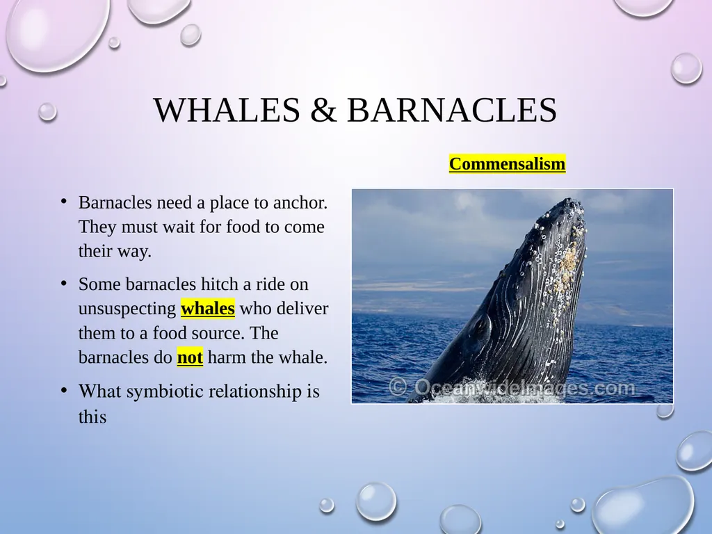 Symbiosis After the presentation, I should be able - slide 13 of 17
