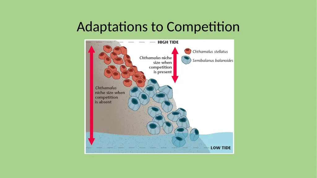 Focus 2/12 Define CARRYING CAPACITY What are some - slide 12 of 21
