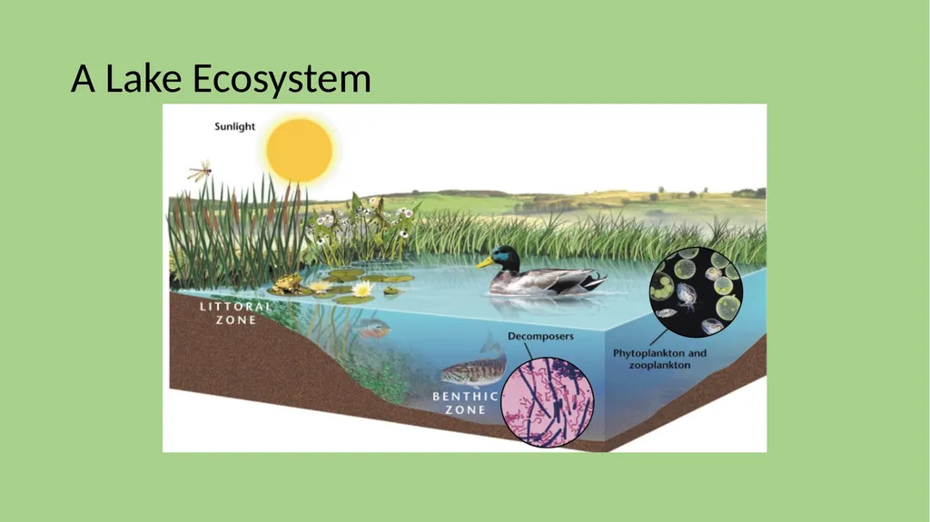 Chapter 7 Section 1 Freshwater Biomes Freshwater - slide 9 of 24