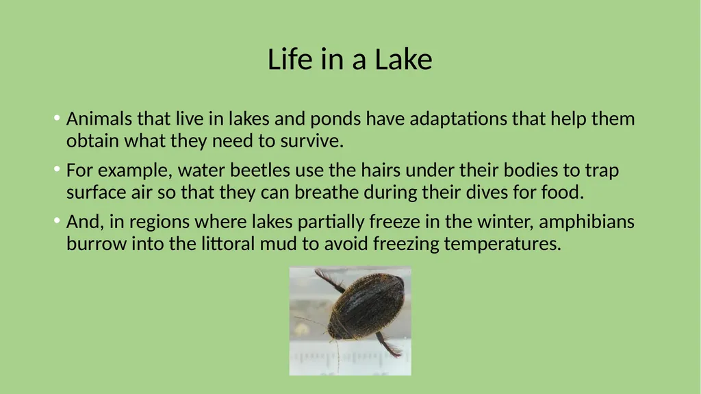 Chapter 7 Section 1 Freshwater Biomes Freshwater - slide 8 of 24