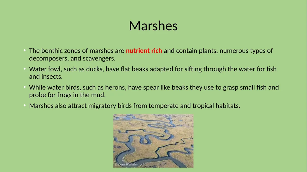 Chapter 7 Section 1 Freshwater Biomes Freshwater - slide 17 of 24