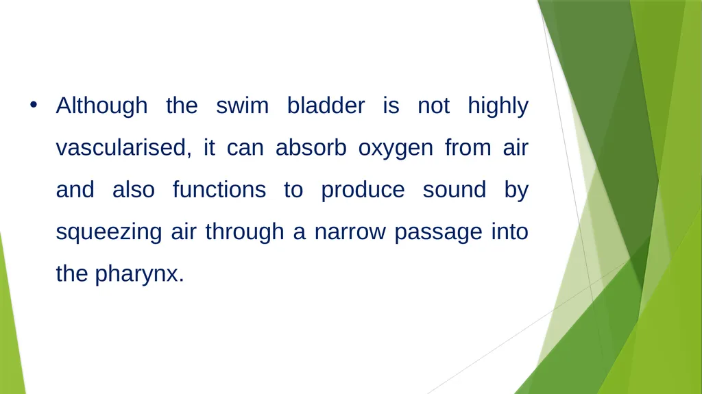 Aquatic specimens adaptations Anguilla Habitat / - slide 14 of 15