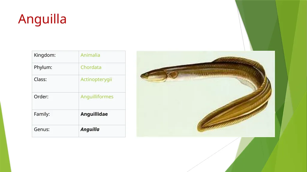 Aquatic specimens adaptations Anguilla Habitat / - slide 2 of 15