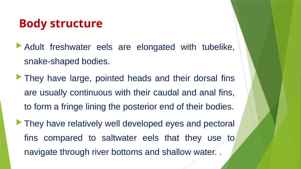 Aquatic specimens adaptations Anguilla Habitat / - slide 7 of 15