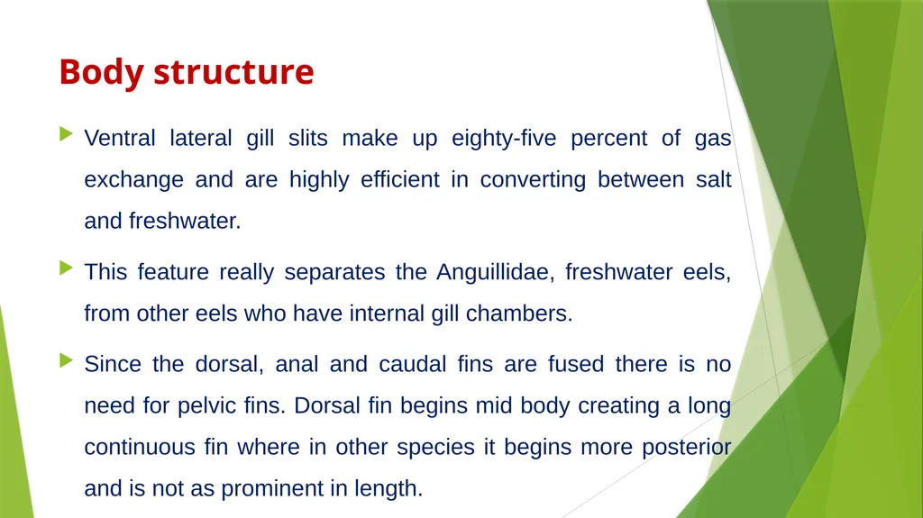 Aquatic specimens adaptations Anguilla Habitat / - slide 8 of 15