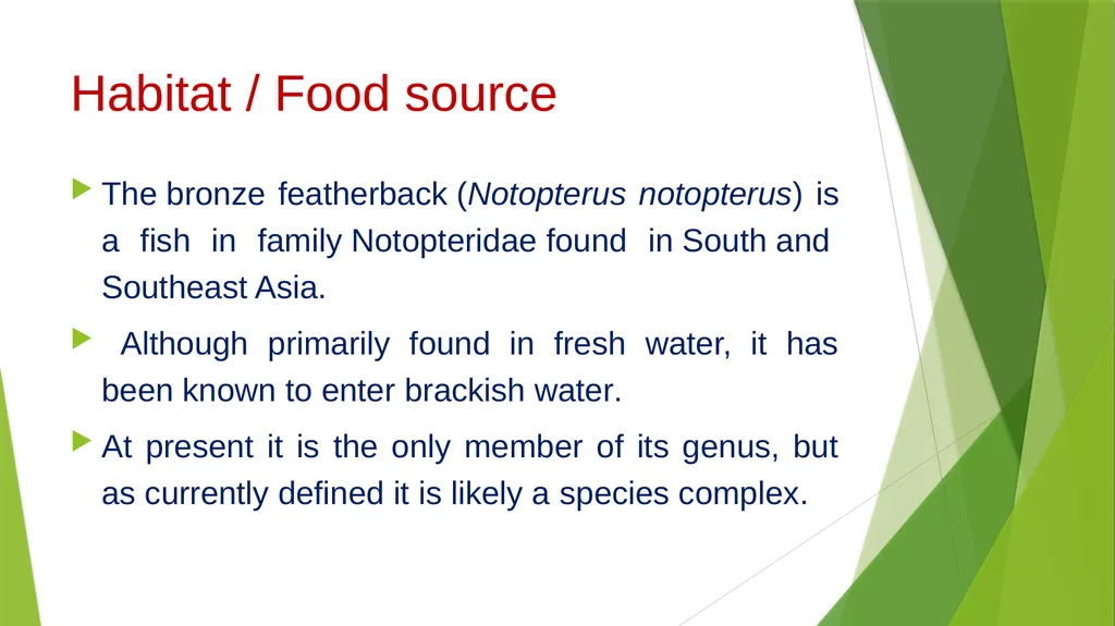 Aquatic specimens adaptations Anguilla Habitat / - slide 11 of 15