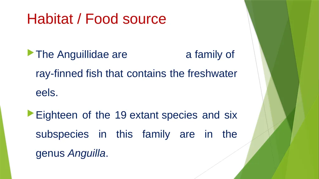 Aquatic specimens adaptations Anguilla Habitat / - slide 3 of 15