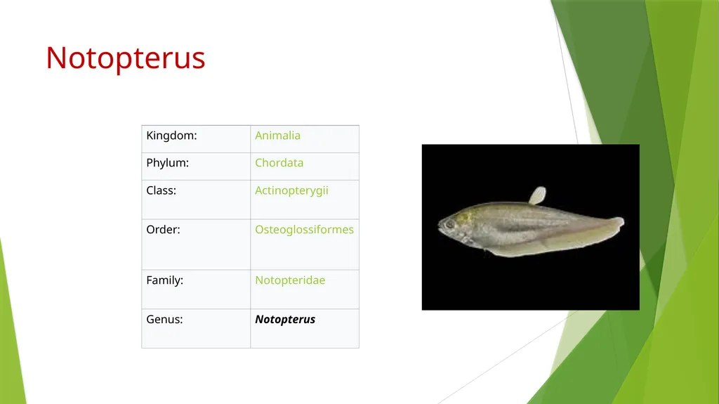 Aquatic specimens adaptations Anguilla Habitat / - slide 10 of 15
