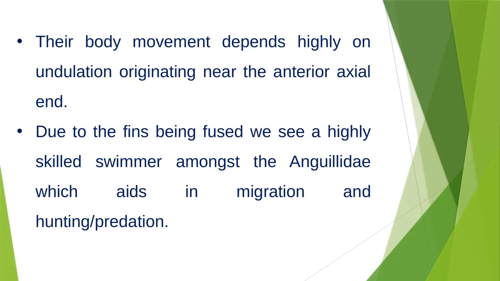 Aquatic specimens adaptations Anguilla Habitat / - slide 9 of 15