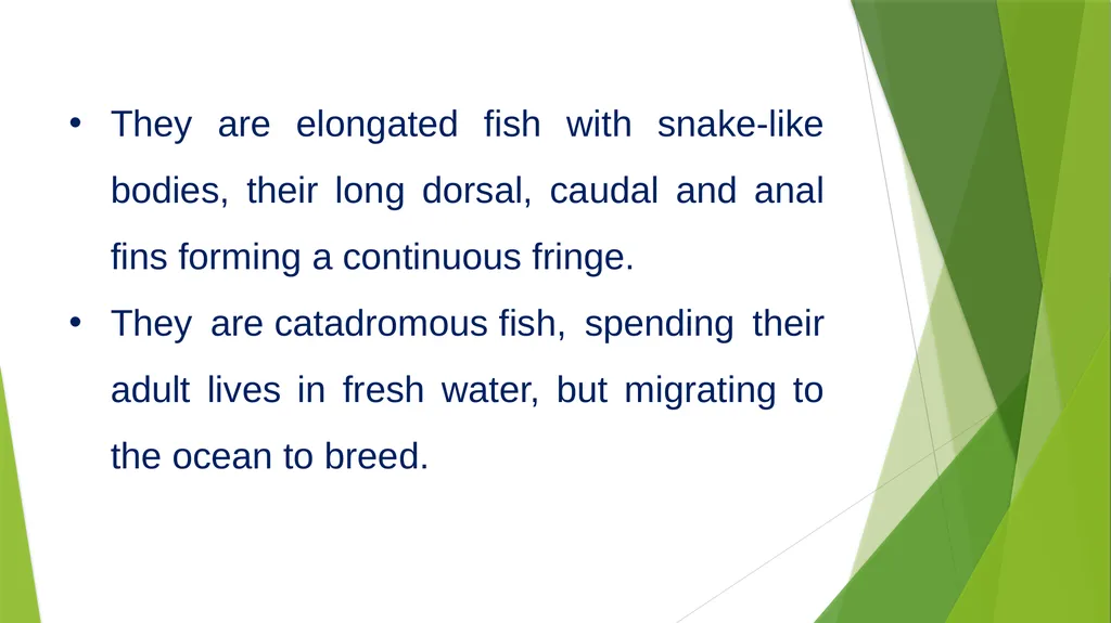 Aquatic specimens adaptations Anguilla Habitat / - slide 4 of 15