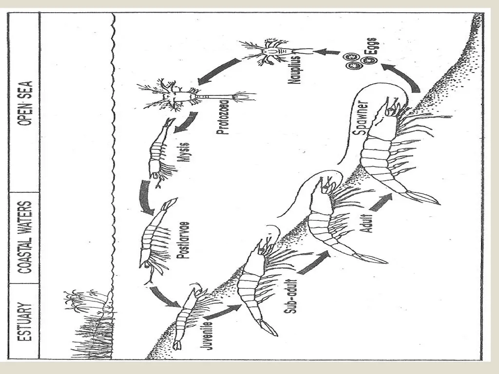 Fish hatchery Presented by K.sridhar Hatchery - slide 8 of 35