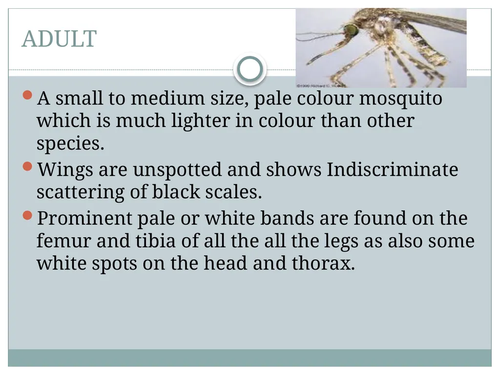 PRAMOD KUMAR MEHTA M.sc.(PHE) BIOLOGY OF MANSONIA - slide 11 of 19
