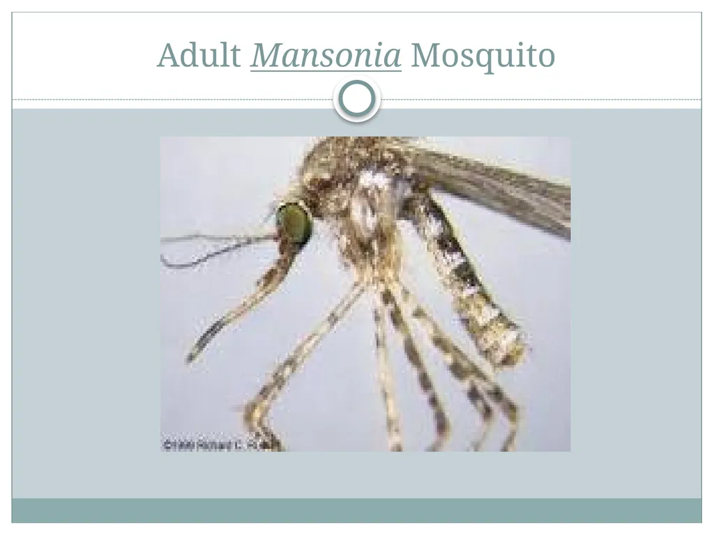 PRAMOD KUMAR MEHTA M.sc.(PHE) BIOLOGY OF MANSONIA - slide 12 of 19