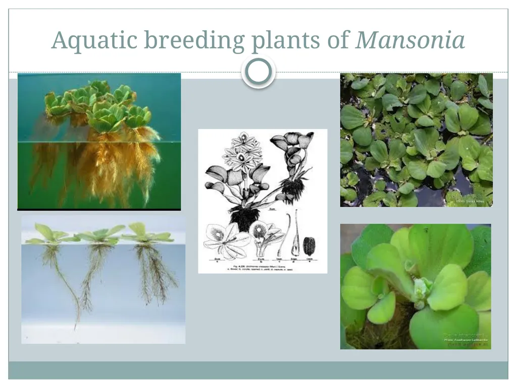 PRAMOD KUMAR MEHTA M.sc.(PHE) BIOLOGY OF MANSONIA - slide 14 of 19