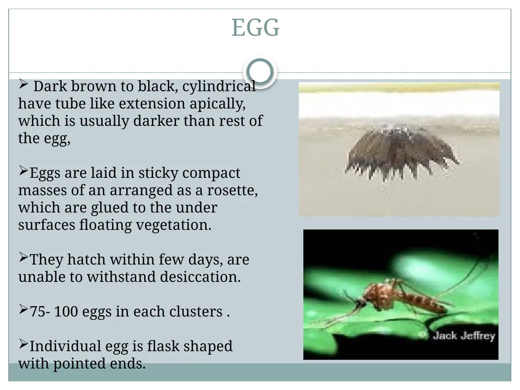 PRAMOD KUMAR MEHTA M.sc.(PHE) BIOLOGY OF MANSONIA - slide 7 of 19