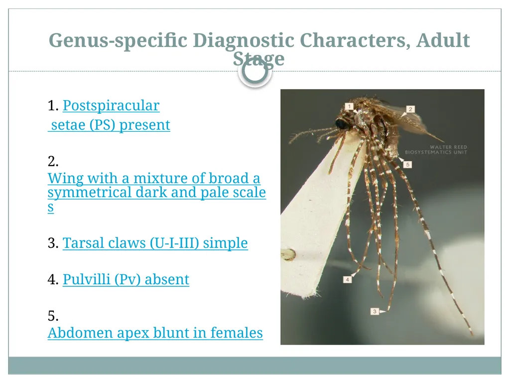 PRAMOD KUMAR MEHTA M.sc.(PHE) BIOLOGY OF MANSONIA - slide 5 of 19