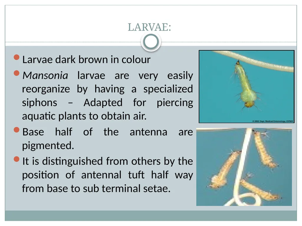 PRAMOD KUMAR MEHTA M.sc.(PHE) BIOLOGY OF MANSONIA - slide 8 of 19