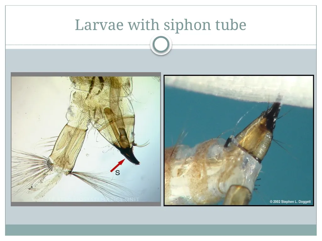 PRAMOD KUMAR MEHTA M.sc.(PHE) BIOLOGY OF MANSONIA - slide 9 of 19