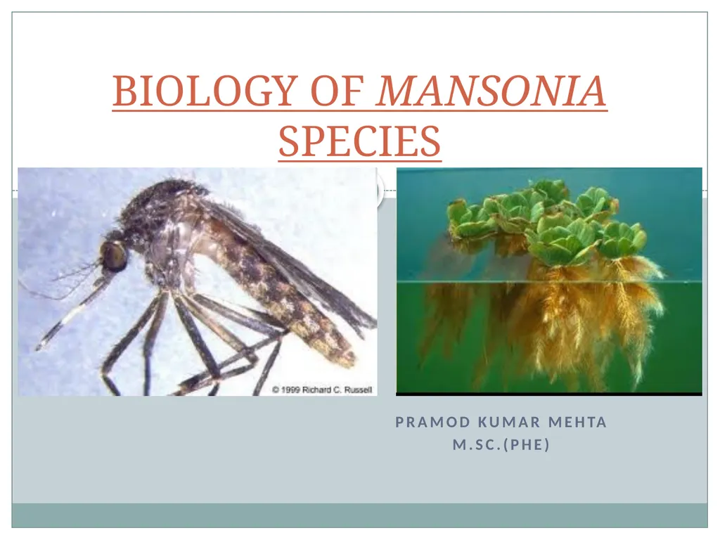 PRAMOD KUMAR MEHTA M.sc.(PHE) BIOLOGY OF MANSONIA - slide 1 of 19