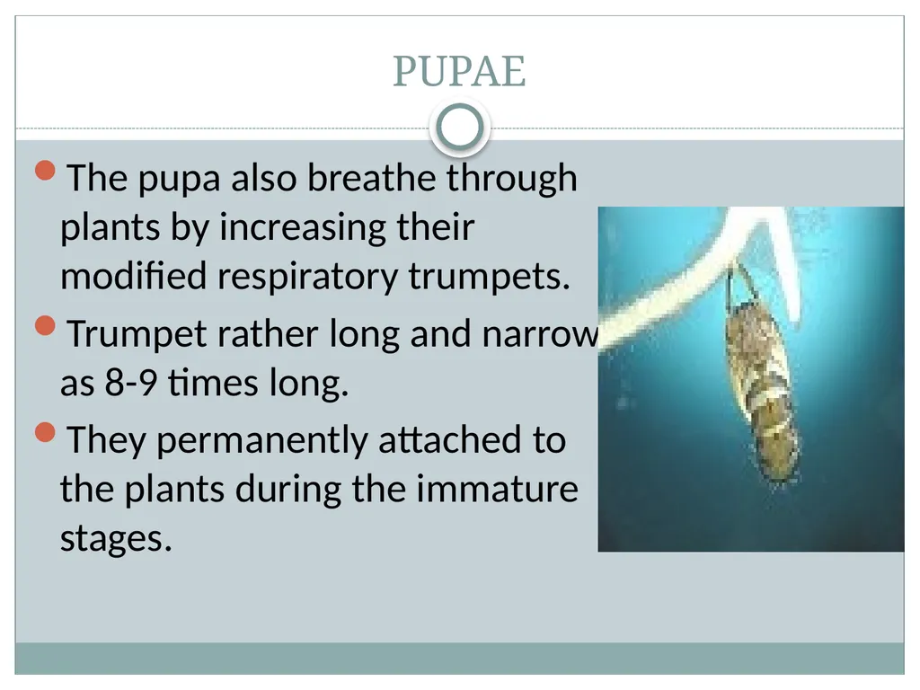 PRAMOD KUMAR MEHTA M.sc.(PHE) BIOLOGY OF MANSONIA - slide 10 of 19