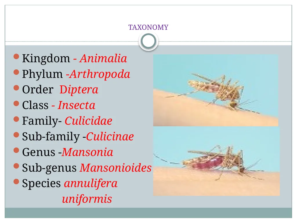 PRAMOD KUMAR MEHTA M.sc.(PHE) BIOLOGY OF MANSONIA - slide 2 of 19