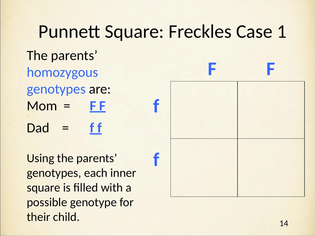 Genetics in Harry Potter’s World Lesson 1 - slide 14 of 29