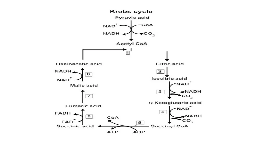 Energy yielding reactions Dr. Abhishek Thakur - slide 11 of 21