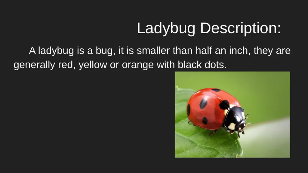 Ladybugs & Squirrel Monkeys Ladybug Description: A - slide 2 of 6