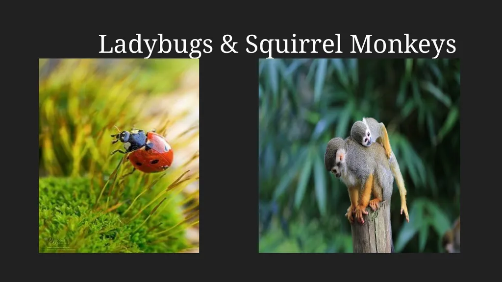 Ladybugs & Squirrel Monkeys Ladybug Description: A - slide 1 of 6