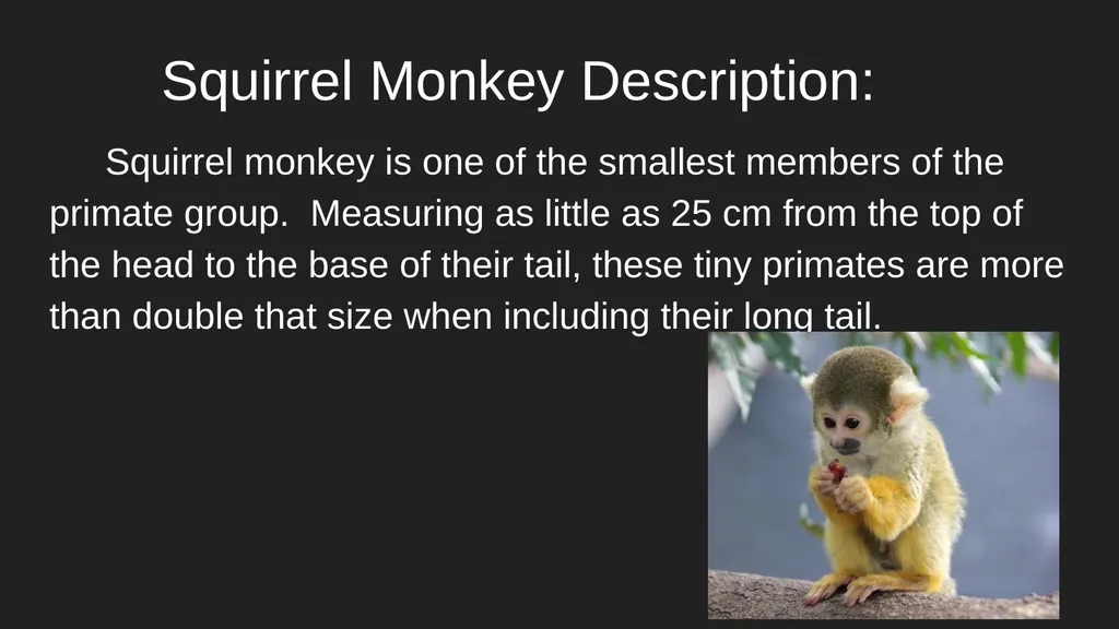 Ladybugs & Squirrel Monkeys Ladybug Description: A - slide 4 of 6