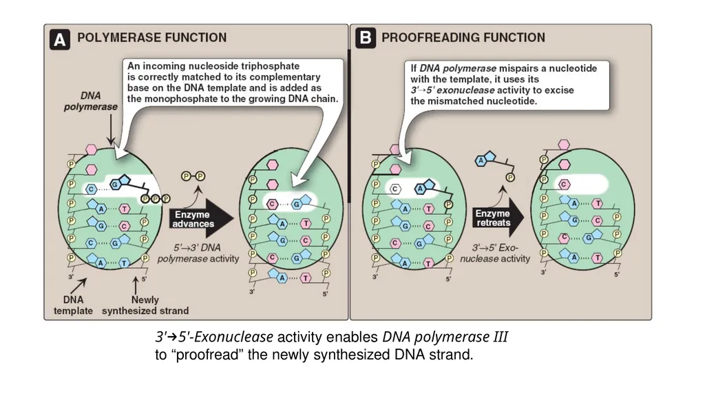 DNA Structure, Replication, and Repair in - slide 47 of 54