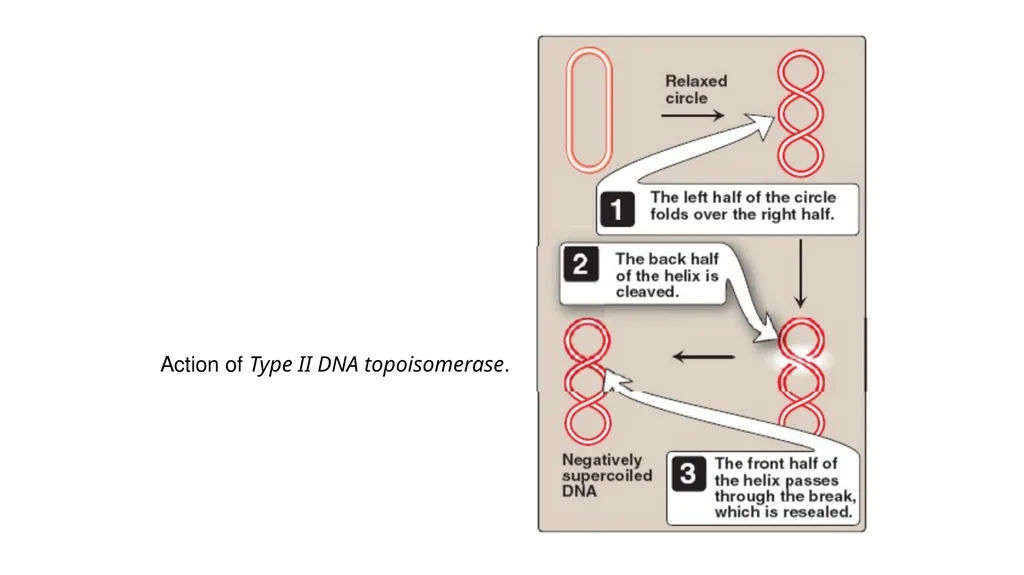DNA Structure, Replication, and Repair in - slide 34 of 54