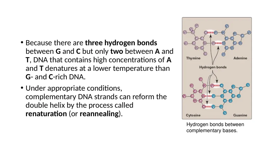 DNA Structure, Replication, and Repair in - slide 13 of 54