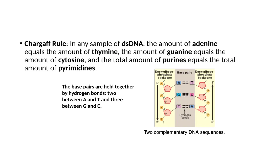 DNA Structure, Replication, and Repair in - slide 11 of 54