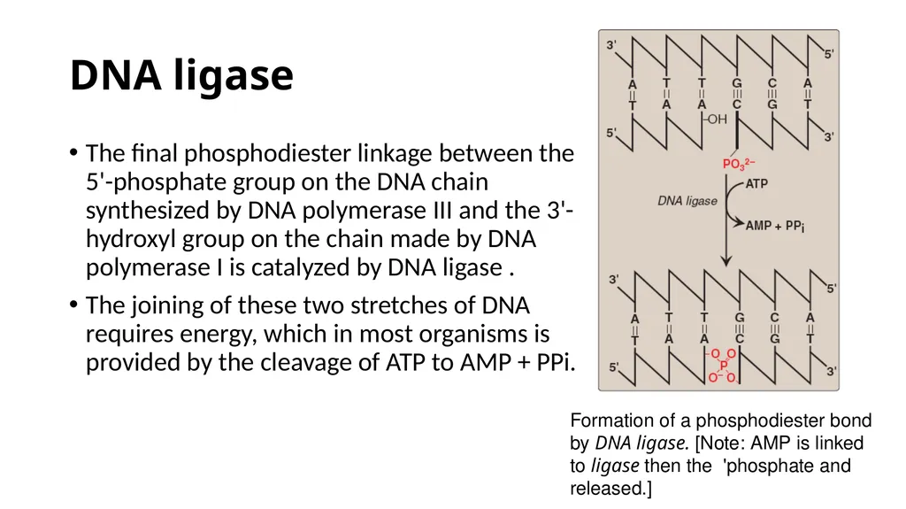 DNA Structure, Replication, and Repair in - slide 53 of 54