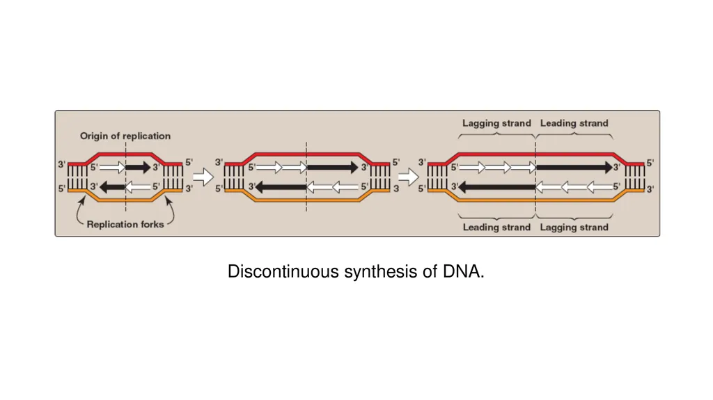 DNA Structure, Replication, and Repair in - slide 37 of 54
