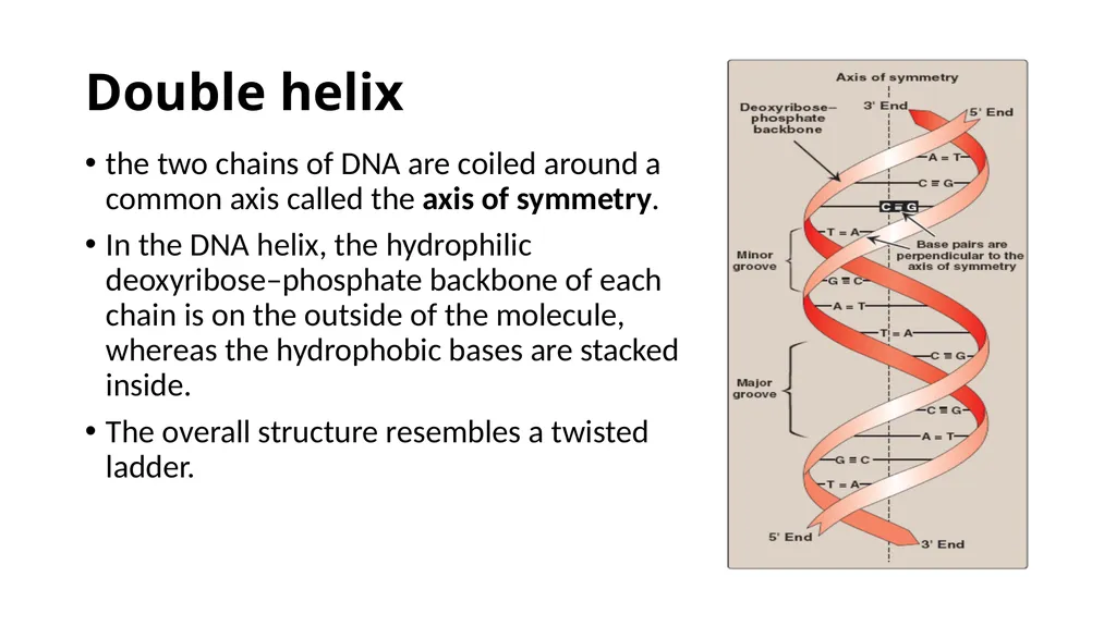 DNA Structure, Replication, and Repair in - slide 9 of 54