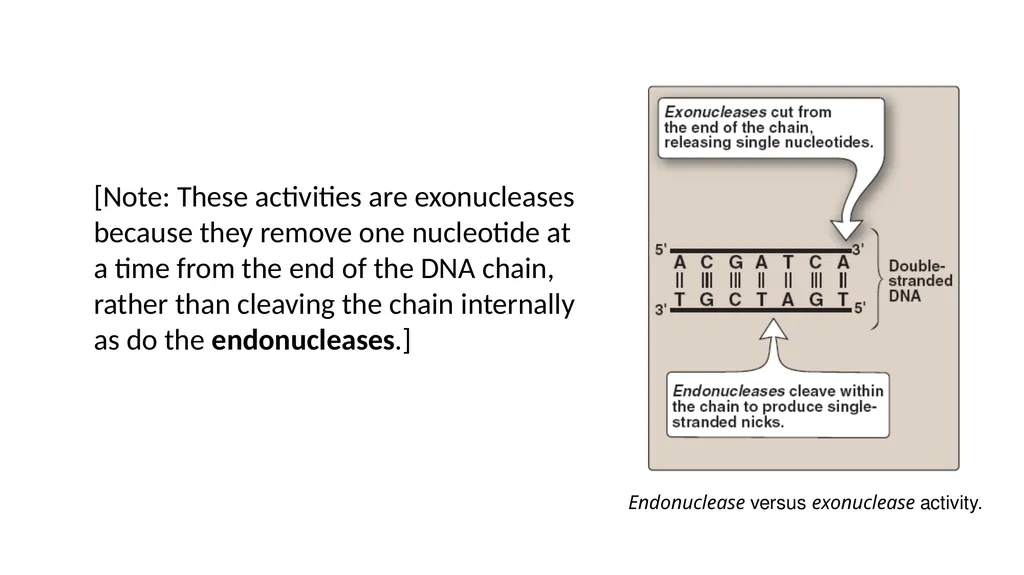 DNA Structure, Replication, and Repair in - slide 49 of 54