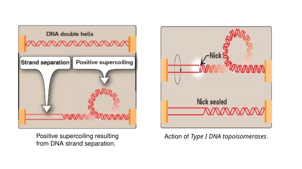 DNA Structure, Replication, and Repair in - slide 31 of 54