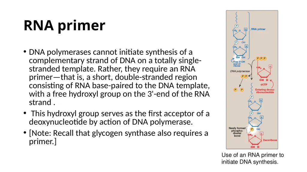 DNA Structure, Replication, and Repair in - slide 38 of 54